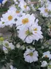 Anemone Whirlwind