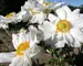 Anemone Whirlwind