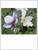 Anemone Wild Swan