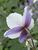 Anemone Wild Swan