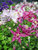 Aquilegia Biedermeier