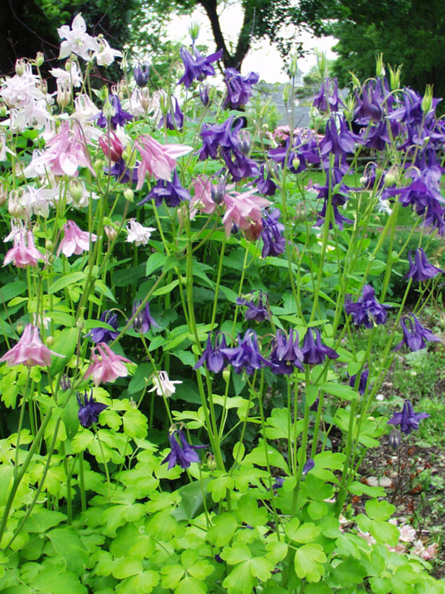 Aquilegia Biedermeier