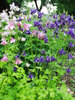 Aquilegia Biedermeier