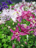 Aquilegia Biedermeier