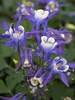 Aquilegia Winky Series Blue and White