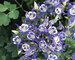 Aquilegia Winky Series Blue and White