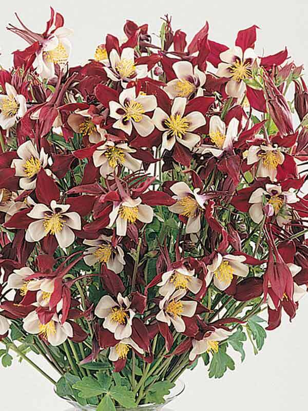 Aquilegia Swan Burgundy