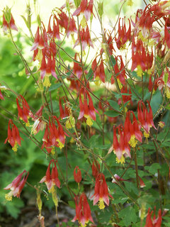 Aquilegia