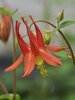 Aquilegia Canadensis