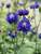 Product Viewer - Aquilegia Clementine Blue