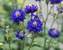 Aquilegia Clementine Blue -- Bluestone Perennials