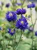 Aquilegia Clementine Blue