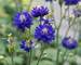 Aquilegia Clementine Blue