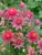 Aquilegia Clementine-Red