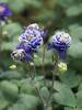 Aquilegia Winky Double Dark Blue & White