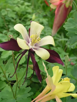 Link to Aquilegia Dragonfly Hybrids Mix