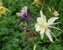 Aquilegia Dragonfly-Hybrids