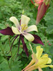 Aquilegia Dragonfly-Hybrids