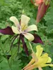 Aquilegia Dragonfly-Hybrids