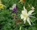 Aquilegia Dragonfly-Hybrids