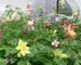 Aquilegia Dragonfly-Hybrids