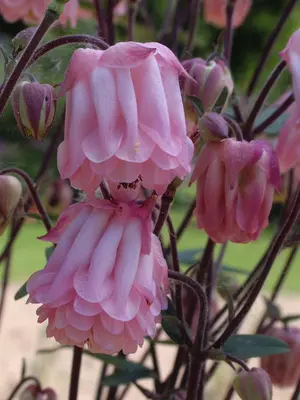 Link to Aquilegia Dorothy Rose