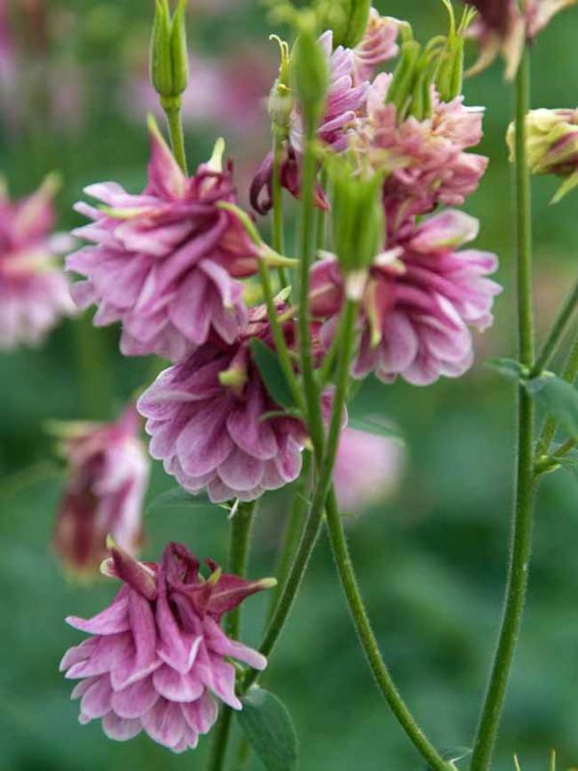 Aquilegia Dorothy Rose Bluestone Perennials