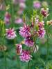 Aquilegia Dorothy Rose