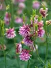 Aquilegia Dorothy Rose