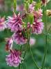 Aquilegia Dorothy Rose