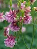 Aquilegia Dorothy Rose