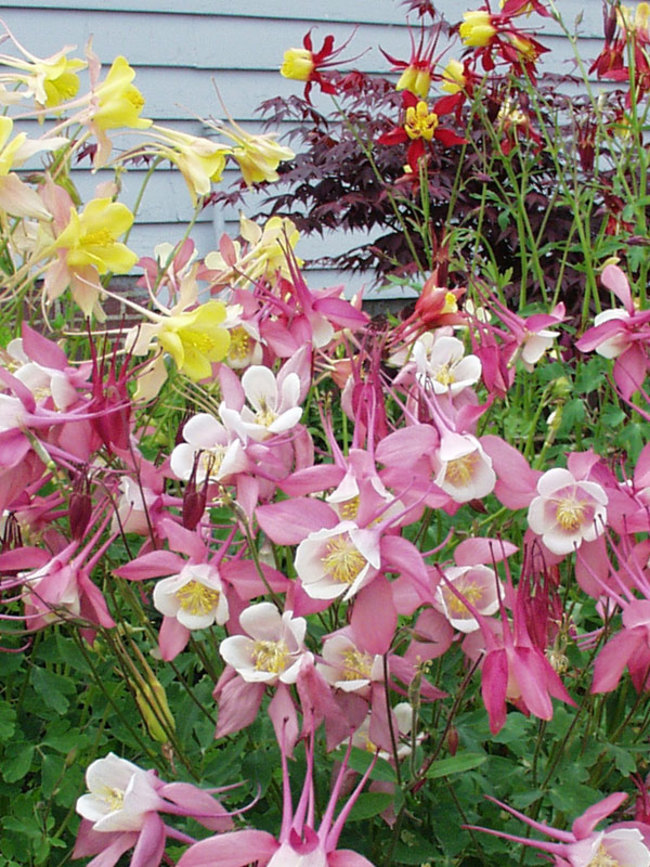 Aquilegia Hardy Garden Perennial Plant Bee Friendly Low Maintenance Cottage Gardens & Outdoors Spring Flowering 3 x Aquilegia McKana Hybrids Bare Root Plants by Thompson & Morgan
