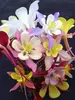 Aquilegia Mckana-Hybrids
