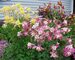 Aquilegia Mckana-Hybrids