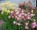 Aquilegia Mckana-Hybrids