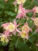 Aquilegia Swan Pink and Yellow