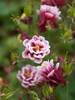 Aquilegia Double Red and White