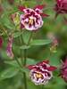 Aquilegia Double Red and White