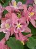 Aquilegia Winky Series Rose