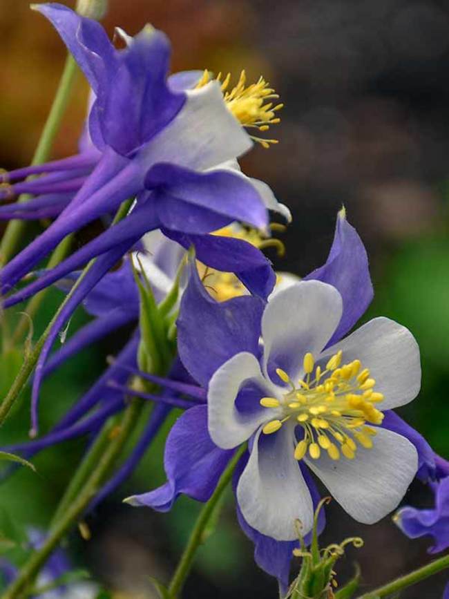 Aquilegia Songbird Blue Jay