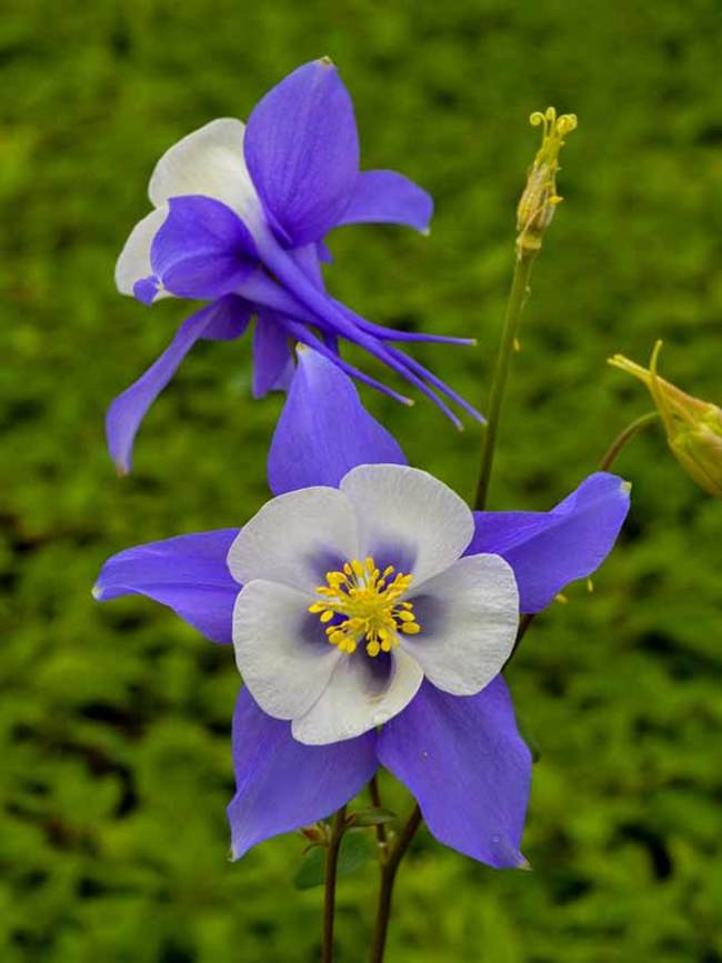 Aquilegia Songbird Blue Jay Bluestone Perennials Aquilegia Songbird Blue Jay Bluestone Perennials
