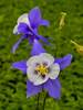 Aquilegia Songbird Blue Jay