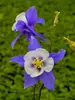 Aquilegia Songbird Blue Jay