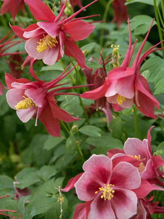 Aquilegia Songbird Cardinal