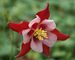 Aquilegia Songbird Cardinal