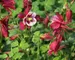 Aquilegia Songbird Cardinal