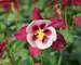 Aquilegia Songbird Cardinal