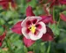 Aquilegia Songbird Cardinal