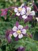 Aquilegia Swan Lavender