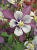 Aquilegia Swan Lavender